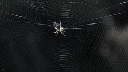 Spider Moving In Its Web Stock Footage