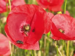 CU Shot of bee on poppy flower / Saarburg, Rhineland Palatinate, Germany Stock Footage
