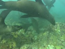 Cape Fur Seals, South Africa, Gansbaai  Stock Footage