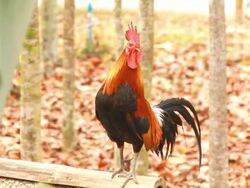 Rooster crowing Stock Footage