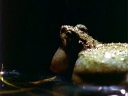 Frog, CU brown frog in shallow water, calling, blows out vocal sac, facing left.  Panama. Stock Footage
