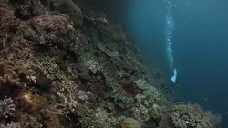Scuba diving in rich coral reef, Raja Ampat, Indonesia Stock Footage