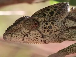 CU MS  PAN  speckled chameleon from head to tail  / Tokyo, Japan Stock Footage