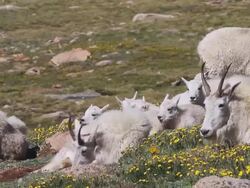 MS TS Shot of Mountain goat (Oreamnos americanus) nannys and kids roll and throw dirt in alpine wildflowers / Idaho springs, Colorado, United States Stock Footage
