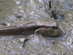 Wetland Mudskipper Stock Footage