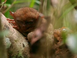 "LS through leaves of two Philippines tarsiers crouched together on a tree / Bohol Island, Philippines" Stock Footage