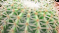 Cactus Stock Footage