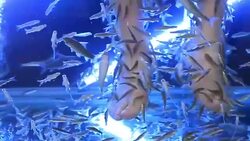 Fish Spa Stock Footage