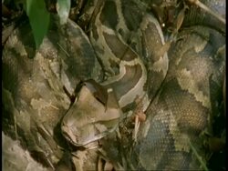 Indian Python (Python molurus) coiled amongst leaves flicking out tongue, Bandhavgarh National Park, India Stock Footage