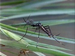 Toxorhynchites Mosquito, MCU of male on surface of water Stock Footage
