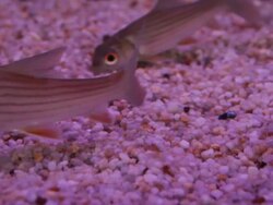 Young siamese giant carp Stock Footage