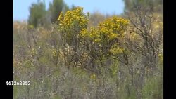 Cheetahs on a cheetah reserve in Namibia News Clip