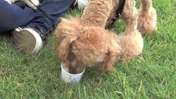 Frozen treats cool for dogs News Clip