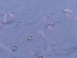 Striped snakehead fish Stock Footage