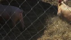 Russian villager turns his house into work of art Instructional Video