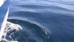 Pacific Bottlenose Dolphins Bow Riding Stock Footage