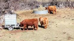 Kyloe cattle young males in prairie Stock Footage