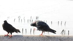 Courtship of pigeon bird Stock Footage