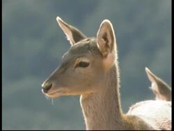 Mesopotamian Fallow Deer, Dama mesopotamica, CU head of baby turns looking to camera, Israel Stock Footage