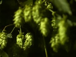 Hop Flowers In The Sunlight (4K/UHD to HD) Stock Footage