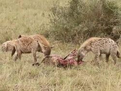 MS Two spotted hyena eating wildebeest / National Park, Africa, Kenya Stock Footage