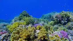 Beautiful Coral reef with Damselfisch Red Sea / Egypt Stock Footage
