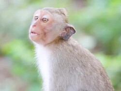 HD:Monkey speaking... Stock Footage