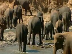 MS Large herd of elephants leaving river bed, away from camera Stock Footage