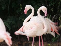 Grooming Flamingo bird feathers Stock Footage