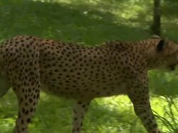 Pan Right Cheetah Walking Jurong Singapore Stock Footage
