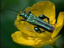 Beetle on yellow flower, takes off, CU High angle, Costa Rica Stock Footage