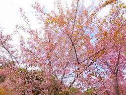 Spring Pink Cherry Blossom Trees Stock Footage