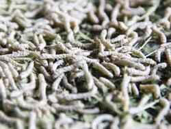 silkworm Stock Footage