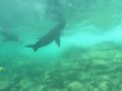Sea Lions, bull to camera, bubbles, out frame . Mexico  Stock Footage