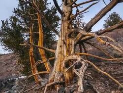 MS T/L Shot of Ancient Bristlecone Pine Forest / Inyo County, California, United States Stock Footage