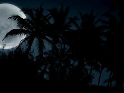Hawaii Full Moon and Palm Trees Stock Footage