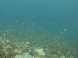 Damsel fish swimming on coral reef Stock Footage