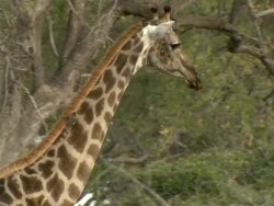 MS TS Shot of giraffe herd gathered and walking / Okavango Delta, North-West District, Botswana Stock Footage