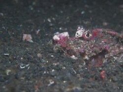 Devilfish, reddish pink, pectoral fins flared, buried, Indonesia  Stock Footage