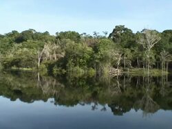 WS View of Rio Negro boat moving on river / Rio Negro, Amazonas, Brasil Stock Footage