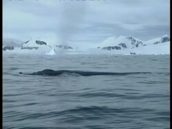 CU Humpback Whale, Megaptera novaeangliae, blowing out and diving, Antarctica Stock Footage