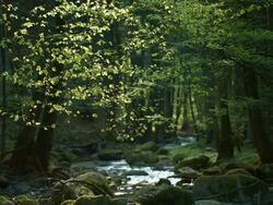 Small Creek Flowing Through Spring Forest (4K/UHD to HD) Stock Footage