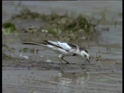 MCU Wagtail foraging in mud, India Stock Footage