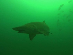 Sandtiger Ragtooth shark cruises through bait fish. North Carolina, Atlantic Ocean  Stock Footage