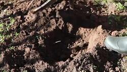 Farmer digging a hole Stock Footage