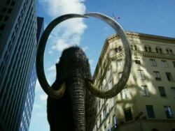 Low Angle push-out - A mammoth lumbers along a city street. / Dallas, Texas, USA Stock Footage