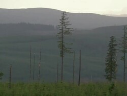 WS AERIAL View of forest at mountain / Oregon, United States Stock Footage