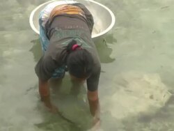 Local woman looking for shell fish, Borneo, Malaysia, Southeast Asia Stock Footage