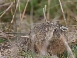 Bird Life At Elmley Marshes Stock Footage