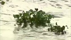 Bunches of weeds float in a river. Stock Footage
